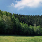 wald-waldrand-1280×484